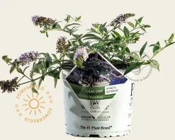Buddleja davidii 'Lilac Chip'