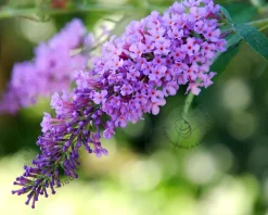 Buddleja davidii 'Lilac Chip'
