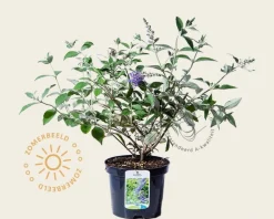 Buddleja davidii 'Lochinch'