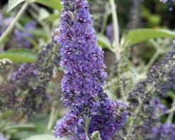 Buddleja davidii 'Lochinch'