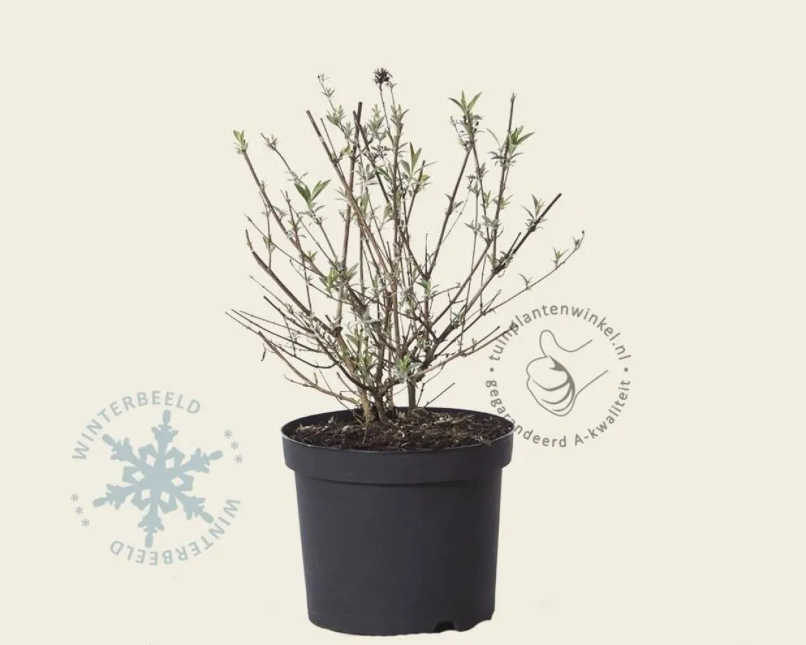 Buddleja davidii 'Nanho Blue'