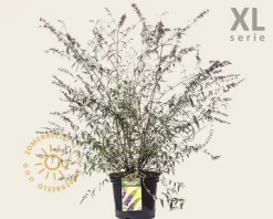 Buddleja davidii 'Nanho Blue' - XL