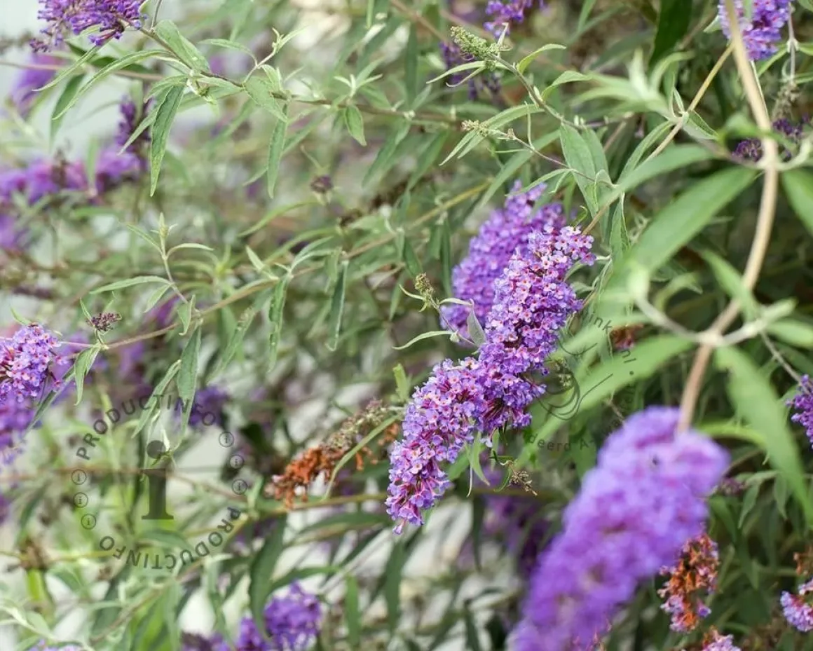 Buddleja davidii 'Nanho Blue' - XL