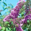 Buddleja davidii 'Pink Delight'