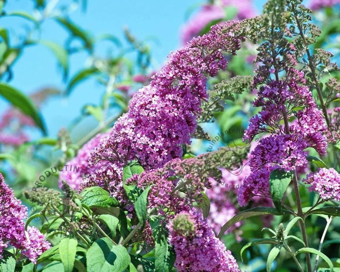 Buddleja davidii 'Pink Delight'