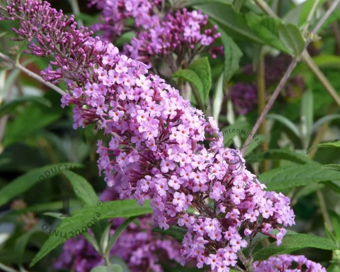 Buddleja davidii 'Pink Delight'