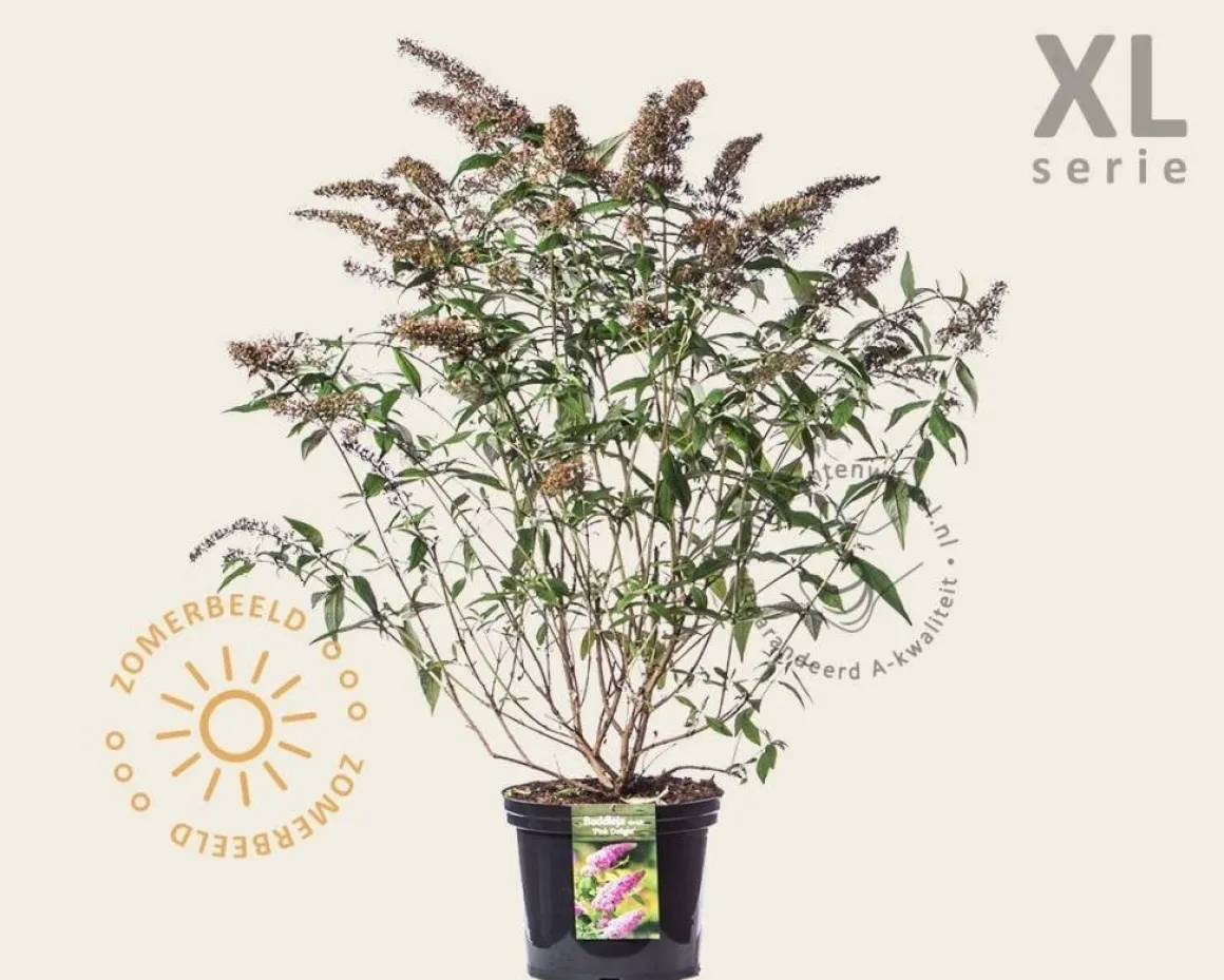 Buddleja davidii 'Pink Delight' - XL