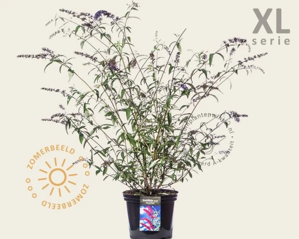Buddleja davidii 'Royal Red' - XL