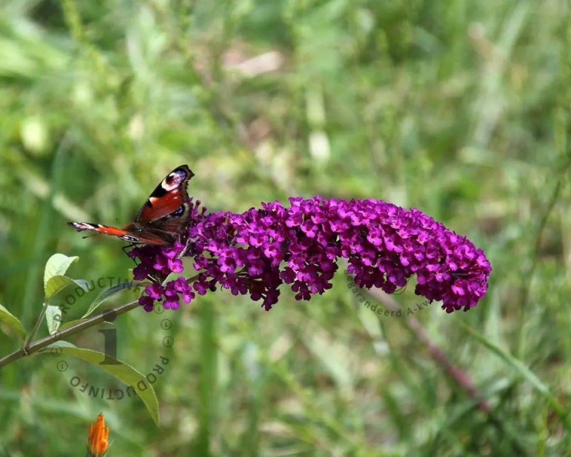 Buddleja davidii 'Royal Red' - XL
