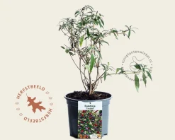 Buddleja davidii 'Tricolor'