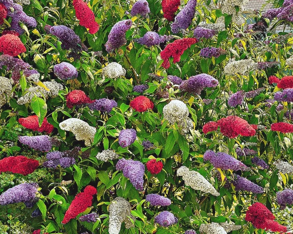 Buddleja davidii 'Tricolor'