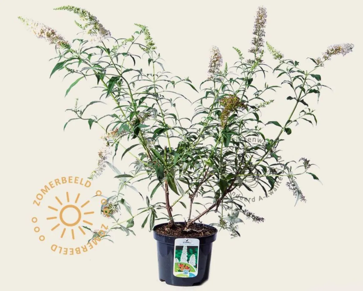 Buddleja davidii 'White Bouquet'
