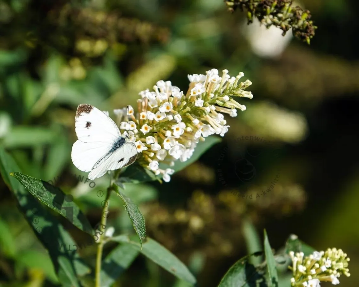Buddleja davidii 'White Chip'