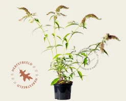 Buddleja davidii 'White Profusion'