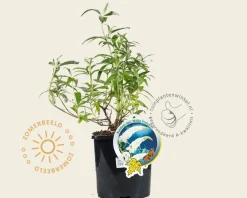 Buddleja davidii 'White Profusion'