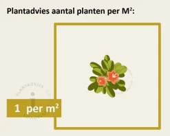 Buddleja davidii 'White Profusion'