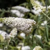 Buddleja davidii 'White Profusion' - XL