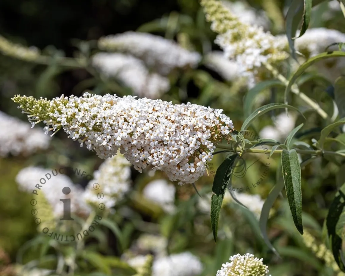 Buddleja davidii 'White Profusion' - XL