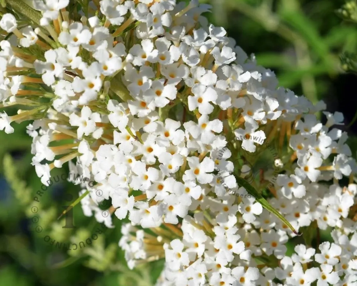 Buddleja davidii 'White Profusion' - XL
