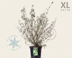 Buddleja davidii 'White Profusion' - XL