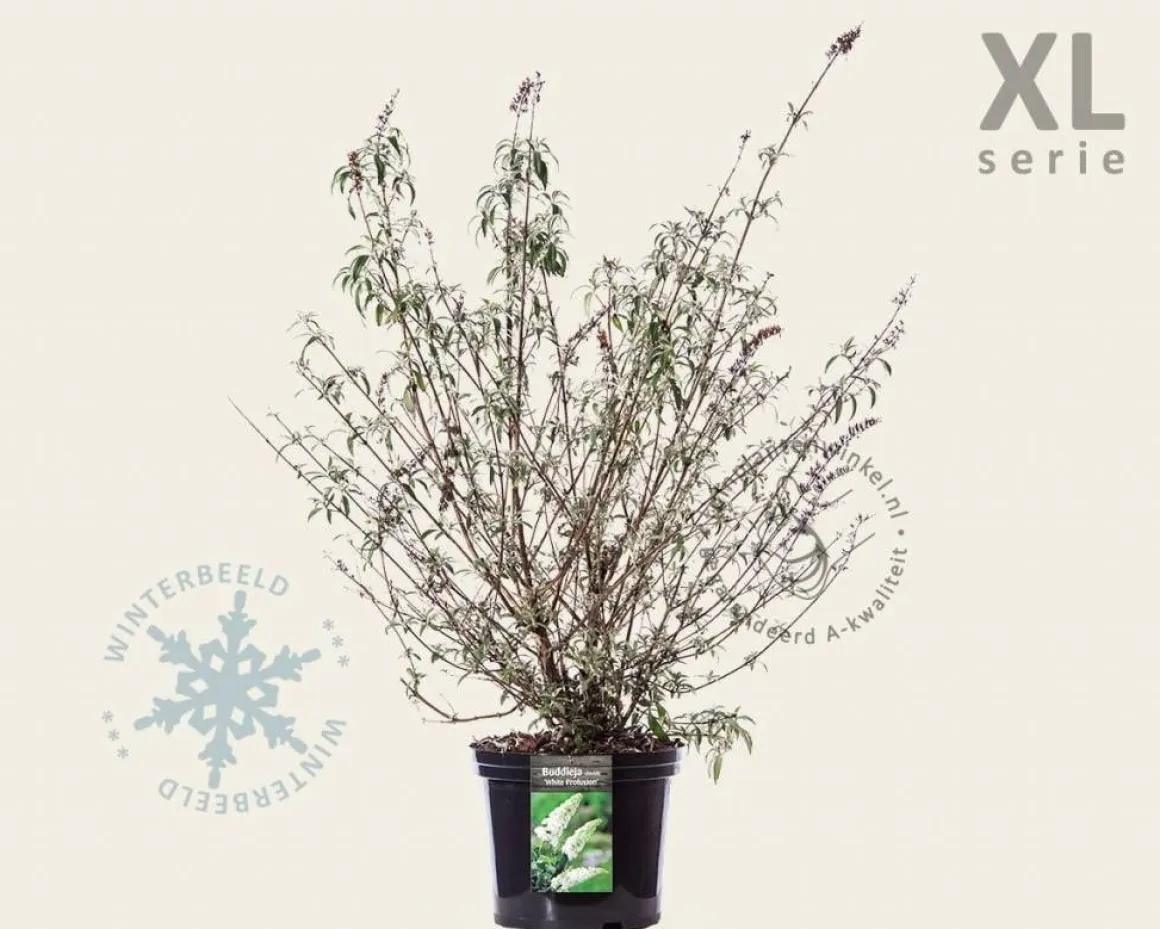 Buddleja davidii 'White Profusion' - XL