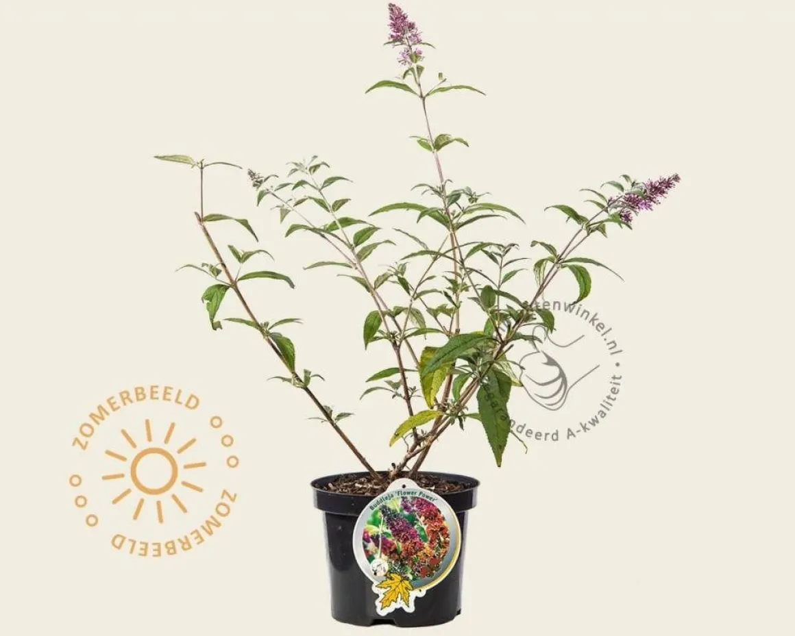 Buddleja weyeriana 'Flower Power'
