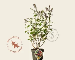 Buddleja weyeriana 'Flower Power'