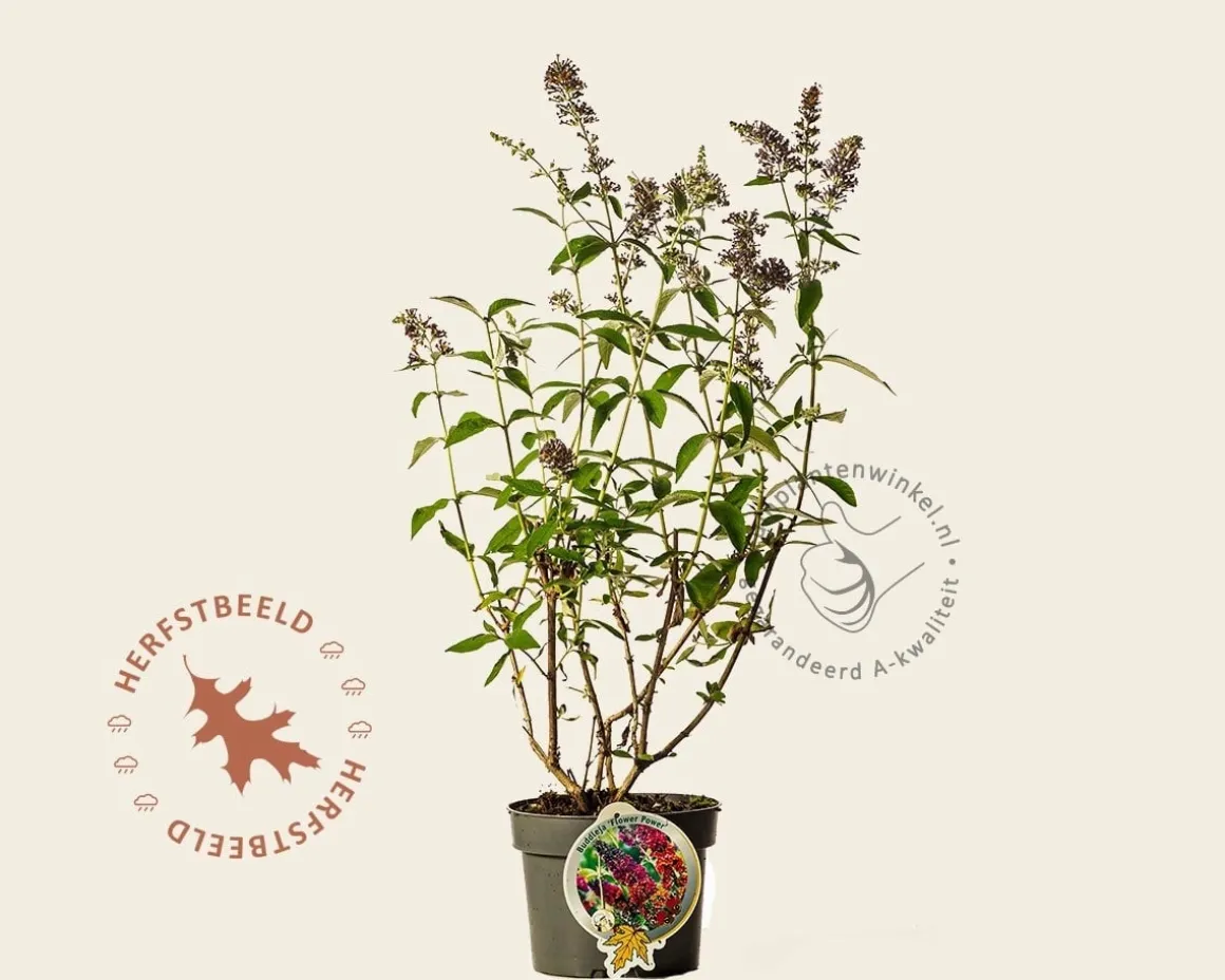 Buddleja weyeriana 'Flower Power'