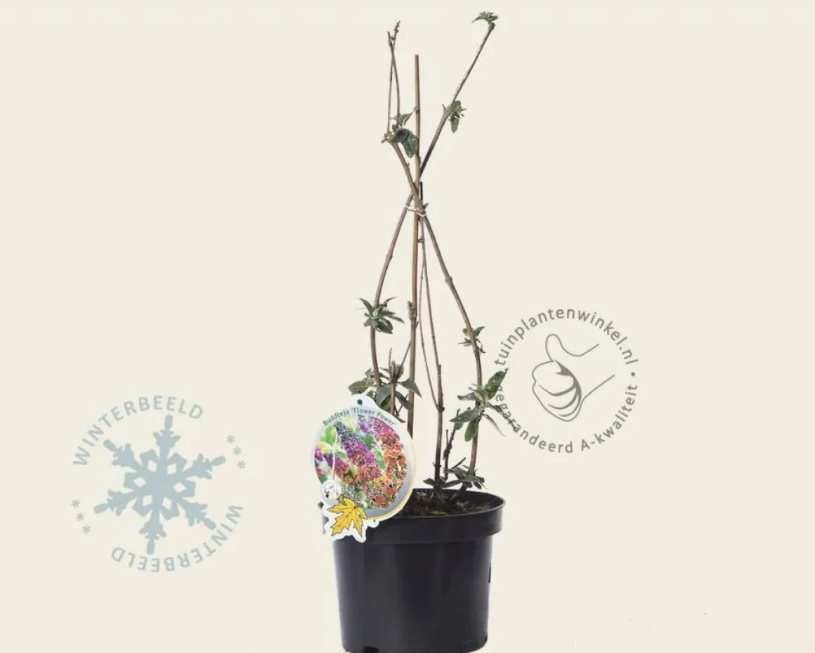 Buddleja weyeriana 'Flower Power'
