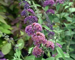 Buddleja weyeriana 'Flower Power'
