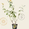 Buddleja weyeriana 'Sungold'