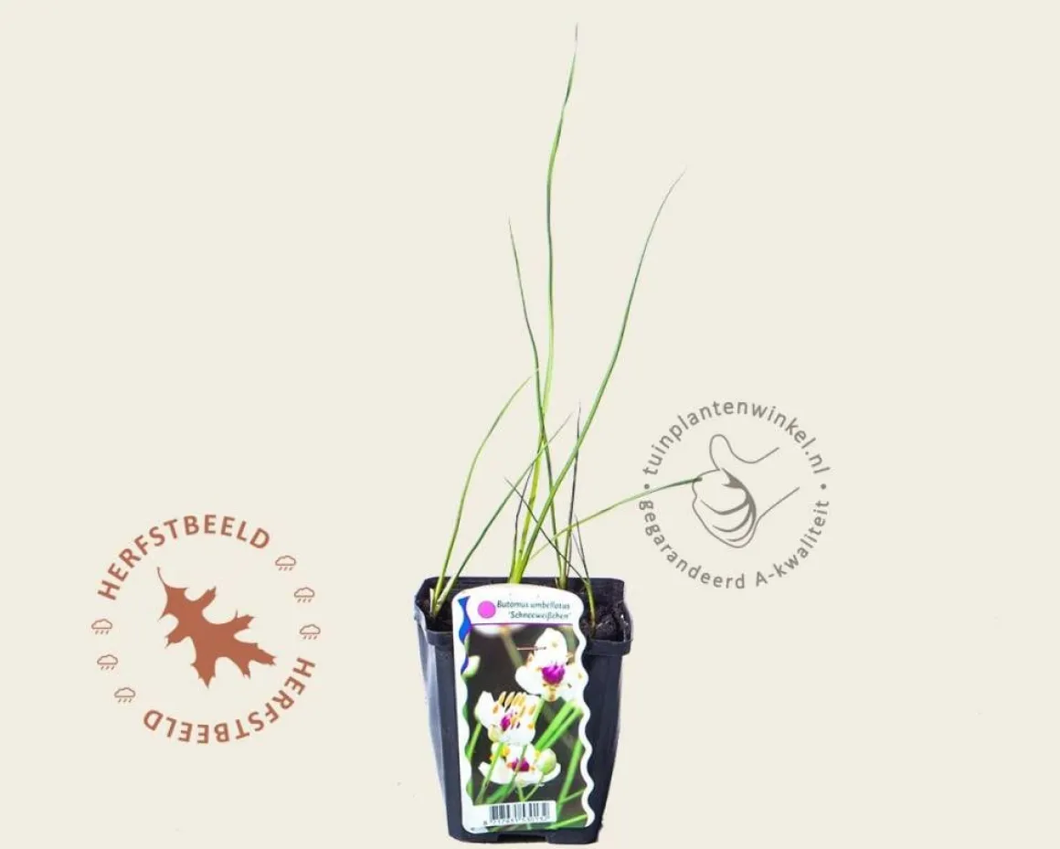 Butomus umbellatus 'Schneeweisschen'