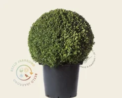 Buxus - bolvorm