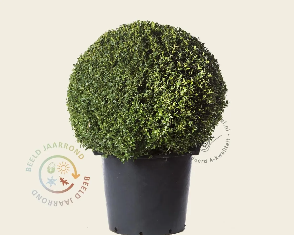 Buxus - bolvorm