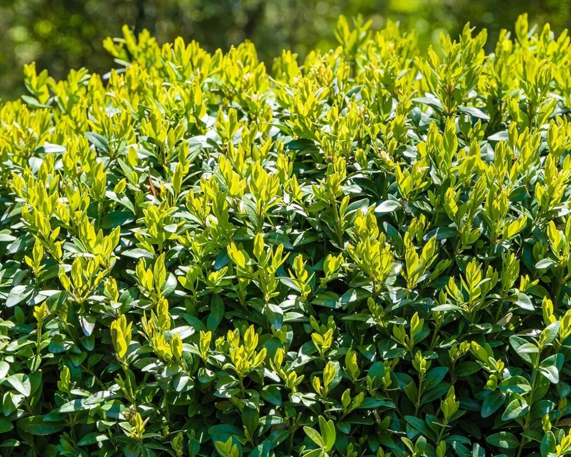Buxus - bolvorm