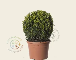 Buxus - bolvorm