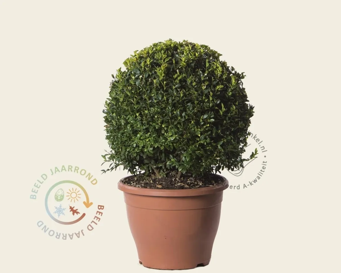 Buxus - bolvorm
