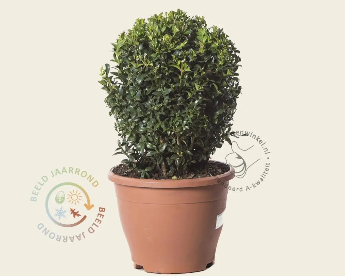 Buxus - bolvorm