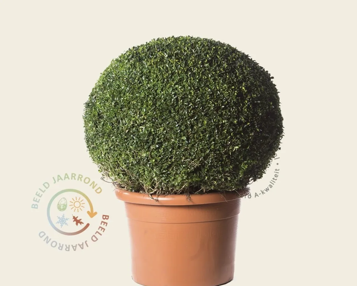 Buxus - bolvorm