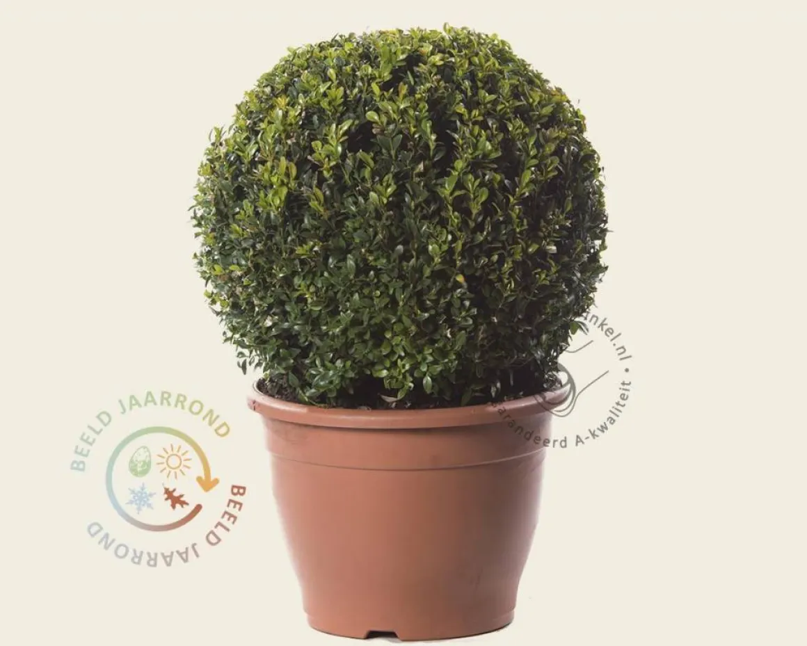 Buxus - bolvorm