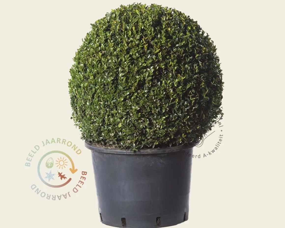 Buxus - bolvorm