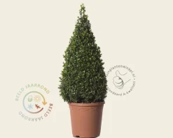 Buxus - kegelvorm
