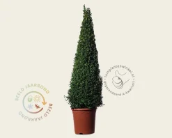 Buxus - kegelvorm