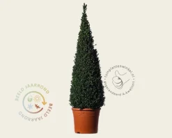 Buxus - kegelvorm