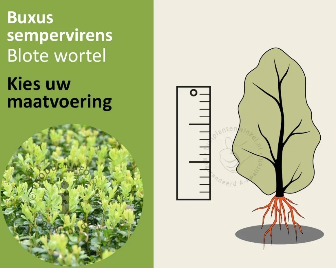 Buxus sempervirens - blote wortel