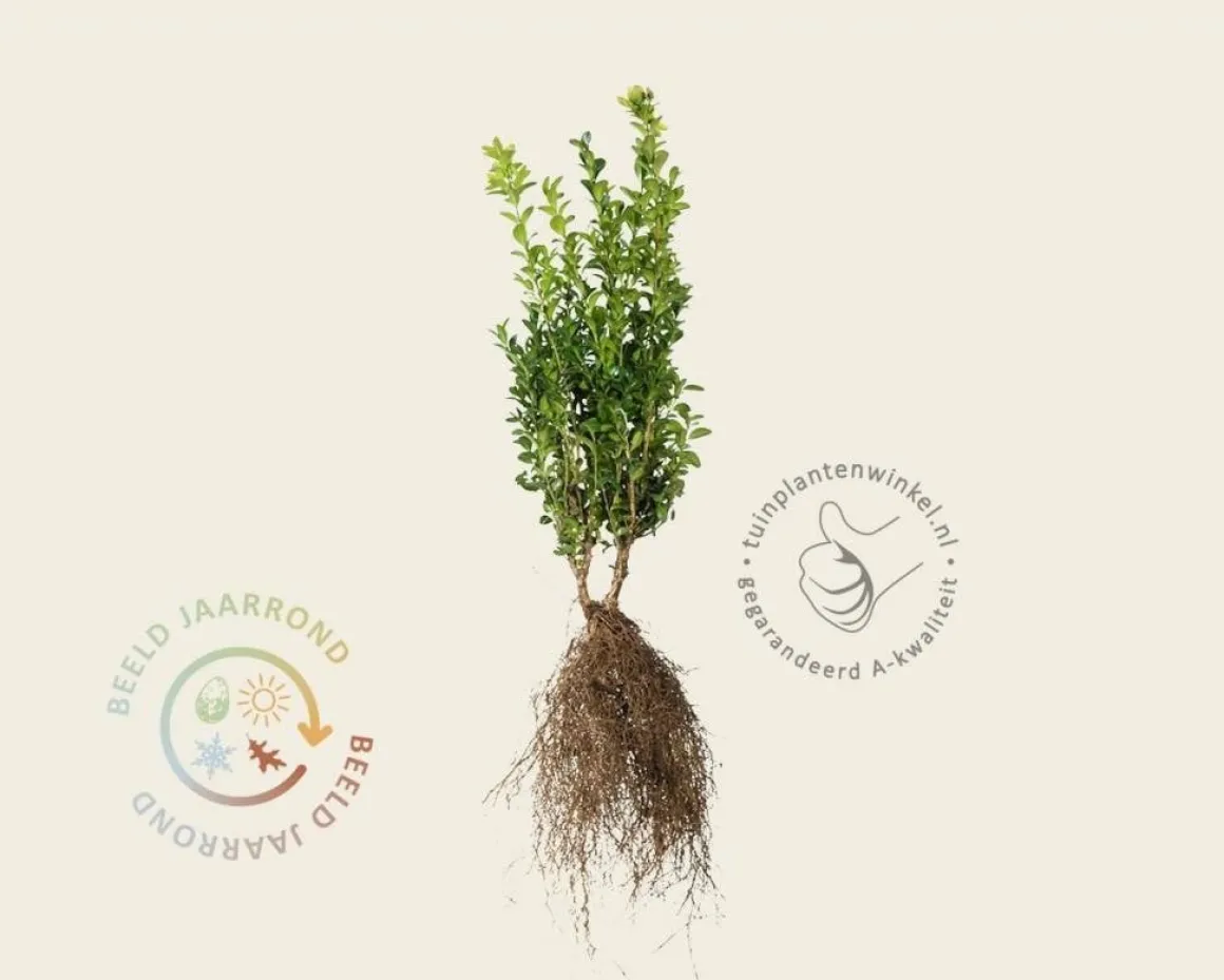 Buxus sempervirens - blote wortel