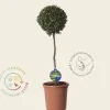 Buxus sempervirens bol - 45 cm stam