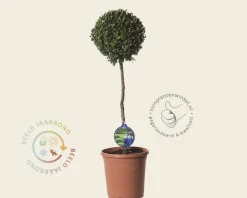 Buxus sempervirens bol - 45 cm stam