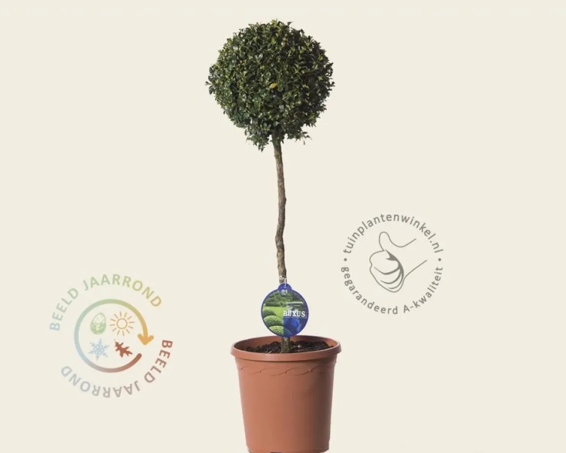Buxus sempervirens bol - 45 cm stam