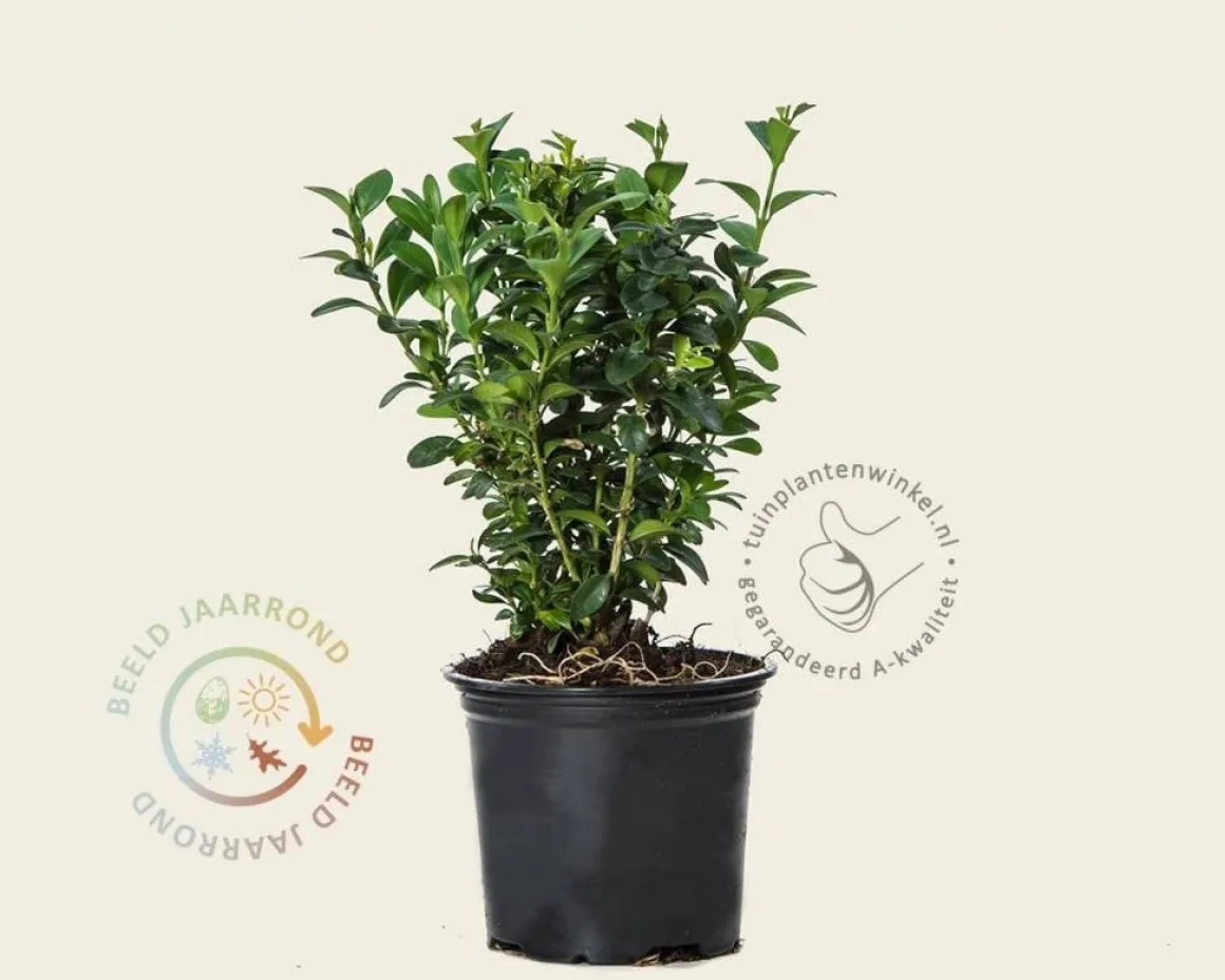 Buxus sempervirens - in pot